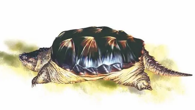 Каймановая черепаха Грифовая черепаха самая крупная из пресноводных черепах - фото 3