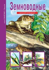 Екатерина Голубева - Земноводные