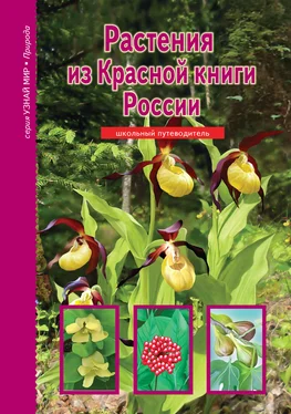 Сергей Афонькин Растения из Красной книги России обложка книги