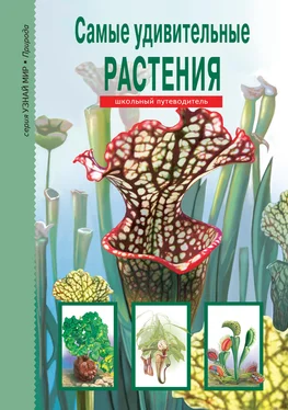 Сергей Афонькин Самые удивительные растения обложка книги