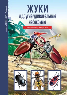 Сергей Афонькин Жуки и другие удивительные насекомые обложка книги