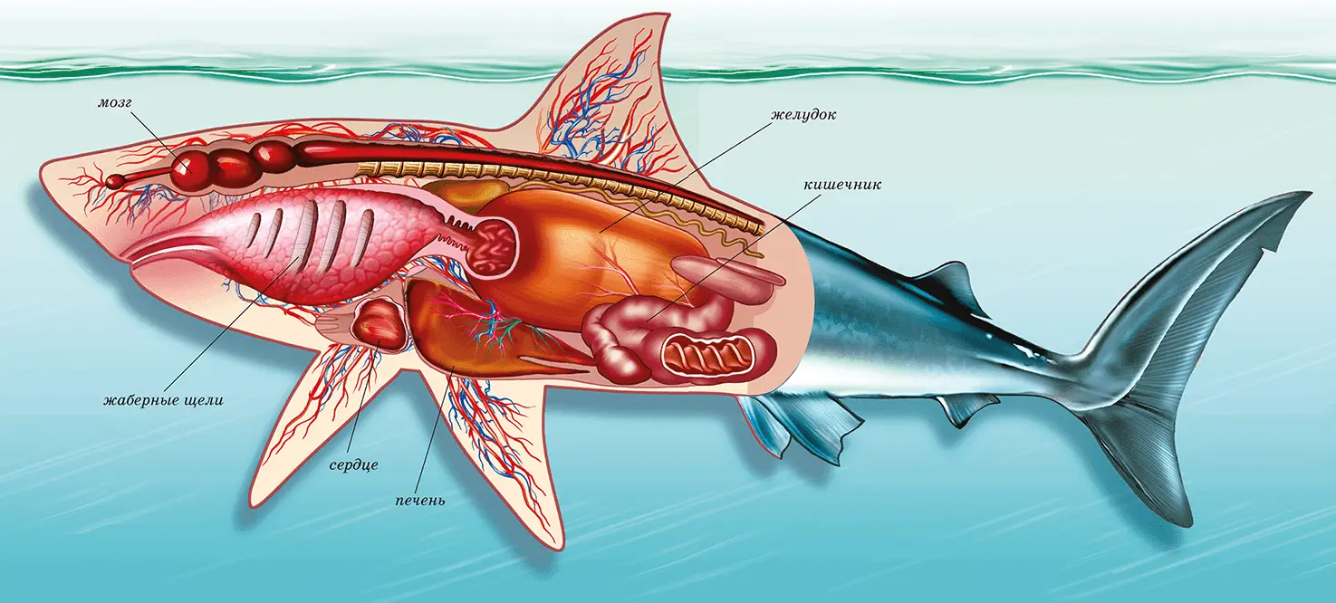 Внутреннее строение акулы Акулы и скаты никогда не мечут икру Акулья икра - фото 5