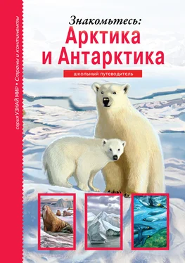 Сергей Афонькин Знакомьтесь: Арктика и Антарктика обложка книги