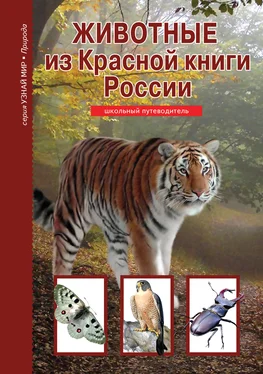 Юлия Дунаева Животные из Красной книги России обложка книги