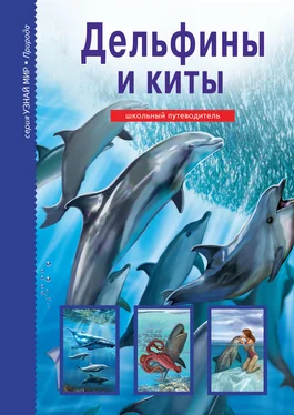 Юлия Дунаева Дельфины и киты обложка книги