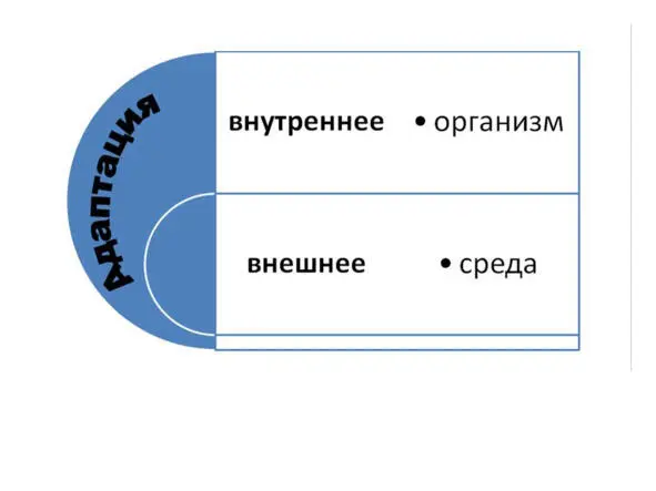 Рисунок 1 Адаптация как выражение единства внутреннего и внешнего Большое - фото 2