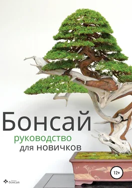 Империя бонсай Бонсай – руководство для начинающих обложка книги