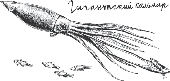 Оказывается во время движения давление обтекающей туловище кальмара воды - фото 18