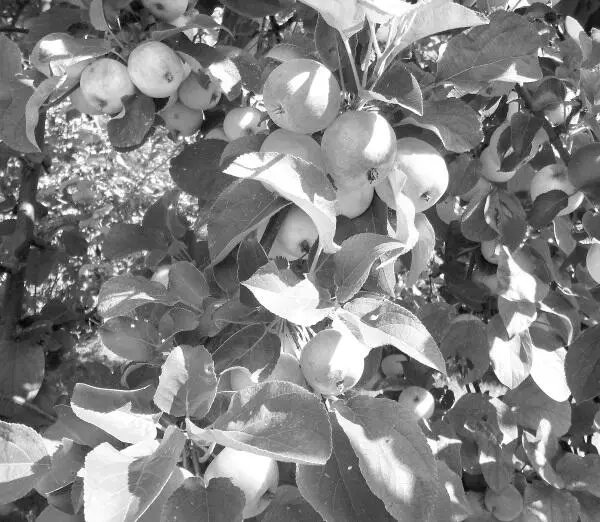 Этот способ размножения яблонь привлекает меня своей простотой а то что на - фото 3