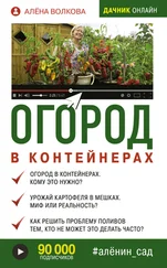 Алёна Волкова - Огород в контейнерах