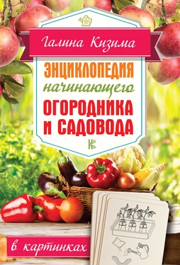 Галина Кизима Энциклопедия начинающего огородника и садовода в картинках обложка книги