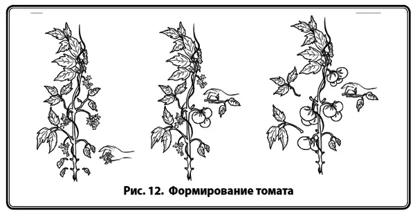 Всходы томатов появляются примерно через неделю после посева при температуре - фото 14