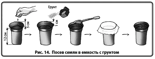 Заполнить поллитровые емкости грунтом оставив до верха 5 см Разложить сухие - фото 16