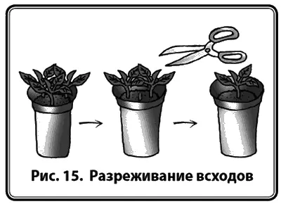 6Если появляется больше одного растения то оставлять надо только одно самое - фото 17