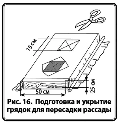 Подкормка и полив Приживание рассады идет около 10 дней Как только появился - фото 18