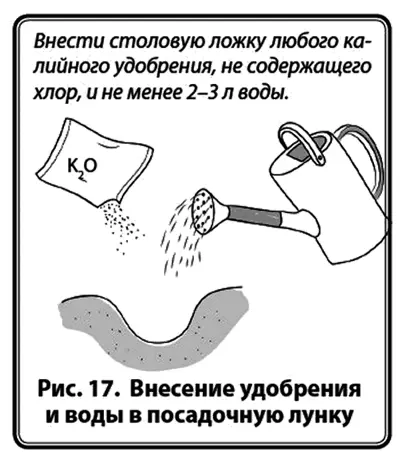 Подкормка и полив Приживание рассады идет около 10 дней Как только появился - фото 19