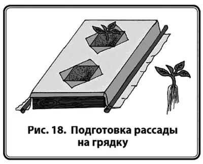 Подкормка и полив Приживание рассады идет около 10 дней Как только появился - фото 20