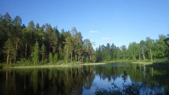 Уха на Кемеярви 12062014г ППН 236 Ругозеро В прошлом году среда тоже - фото 17