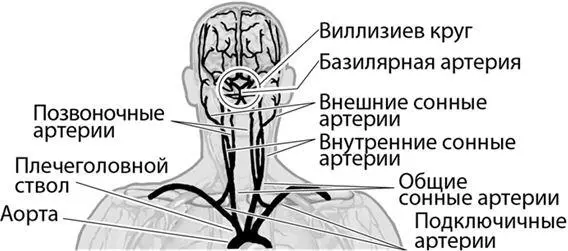 Эти две артериальные системы связаны между собой виллизиевым кругом или - фото 8