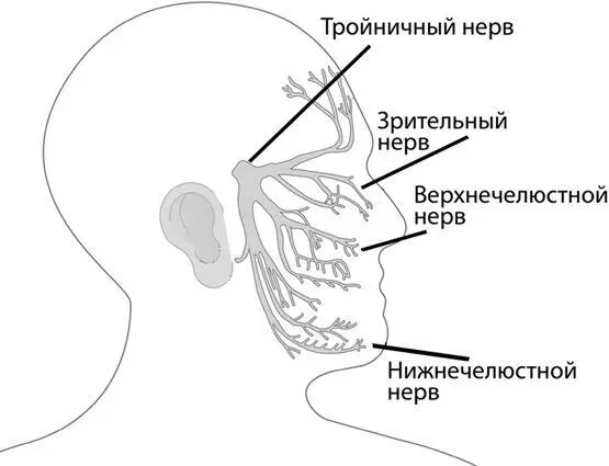 Как следует из названия тройничный нерв разделяется на три ответвления - фото 9