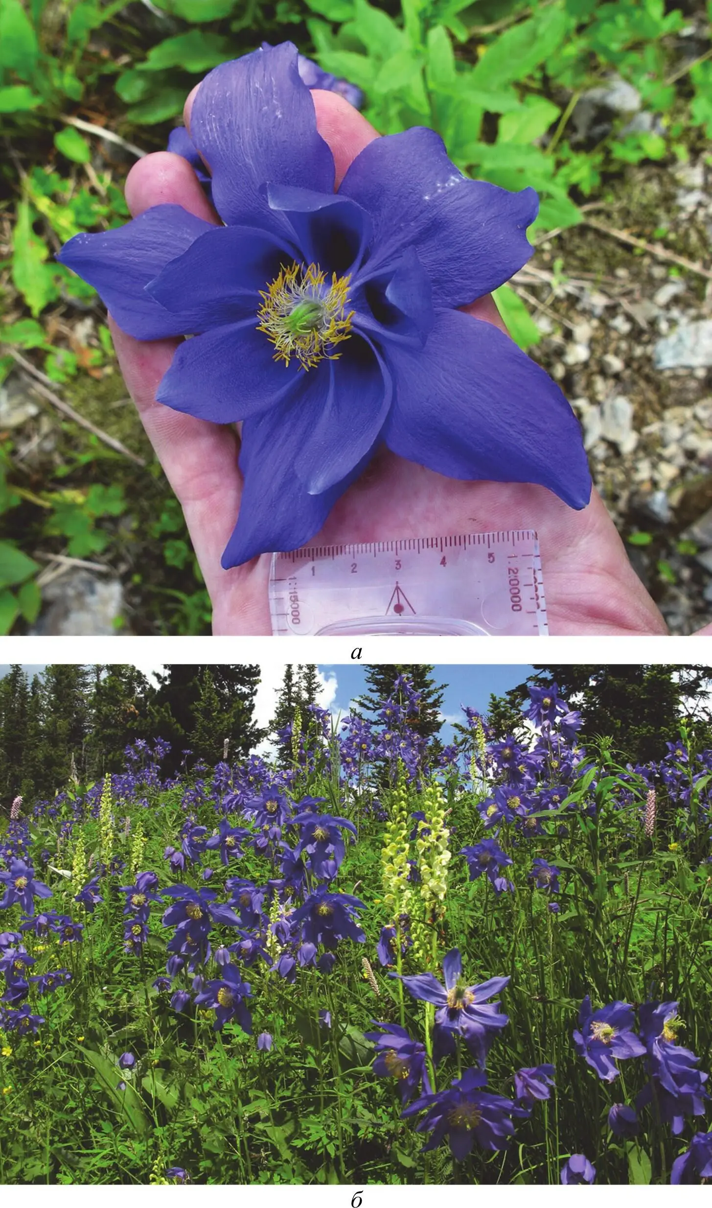 Рис 7 Водосбор железистый Aquilegia glandulosa а цветок рекордных - фото 4