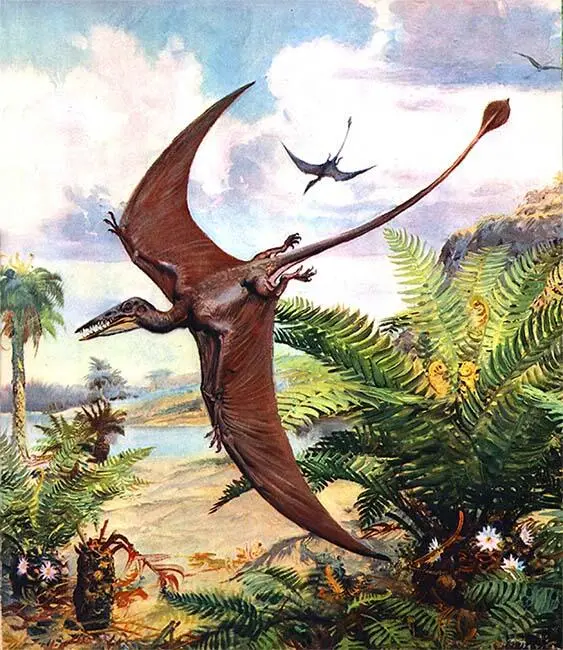 Летающий ящер Rhamphorhynchus живший по берегам лагун позднеюрского моря - фото 26