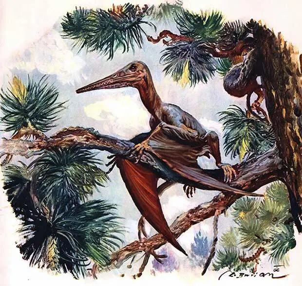 По ветке старого хвойного дерева осторожно лезет Pterodactylus antiquus - фото 30