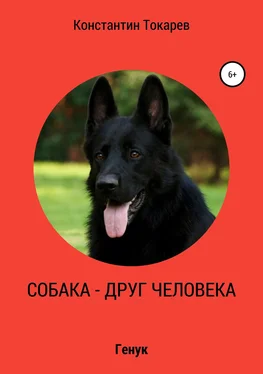 Константин Токарев Собака – друг человека обложка книги