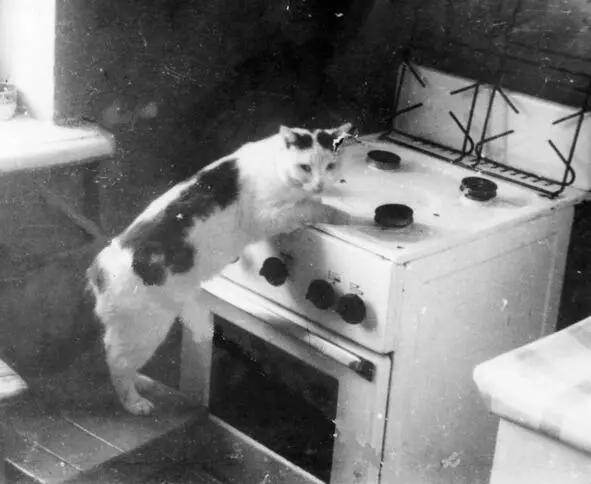 Кот Яцек Слизывает с плиты сбежавшее молоко Весной 1969 года отчим к моему - фото 1