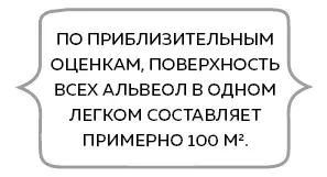 От воздуха в альвеолах протекающую по капиллярам кровь отделяет очень тонкая - фото 12