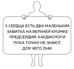 К сожалению левое ушко сердца то которое мы как раз рассматриваем иногда - фото 18