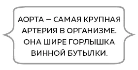 Хотя сердце качает кровь по организму и само постоянно наполнено кровью оно - фото 23