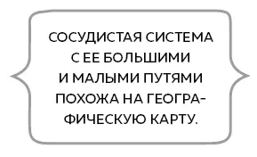 Между тем наша с вами капля крови разделилась на две поменьше Одна продолжает - фото 24