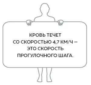Пока все спокойно мышцы и кишечник получают примерно одинаковое количество - фото 25