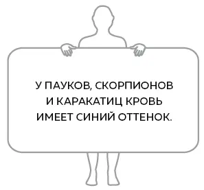 Дополнительную поддержку обеспечивают разного вида клапаны предотвращающие - фото 29