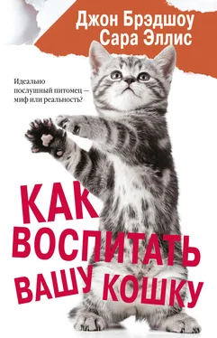 Джон Брэдшоу Как воспитать вашу кошку обложка книги