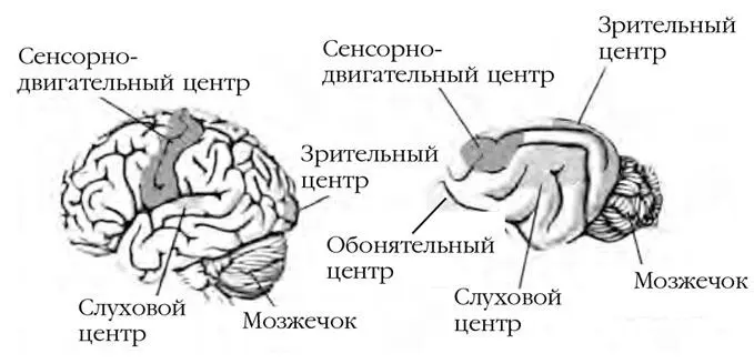 Мозг человека и кошки вид сбоку Пропорции не соблюдены На рисунке - фото 2