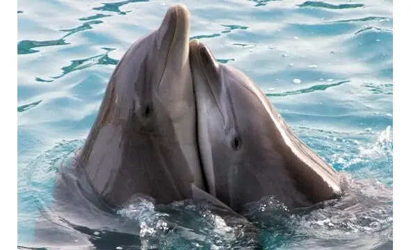 Дельфинам о людях это первый в своём роде телеканал вещающий в - фото 2
