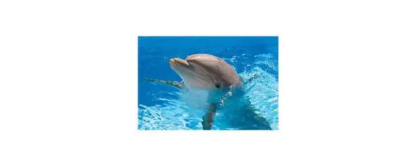 Цель телепроекта Дельфинам о людях распространять информацию необходимую и - фото 3