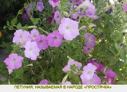 Хотя справедливости ради нужно сказать что простячки и в наше время имеют - фото 5