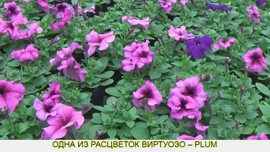 Так же у Китано есть ещё три интересных серии петунии Кобаяши карликовая - фото 7