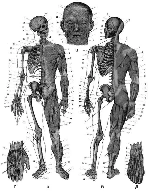 Рис 1 Скелет и мышцы человека а мышцы головы мимические и жевательные - фото 1