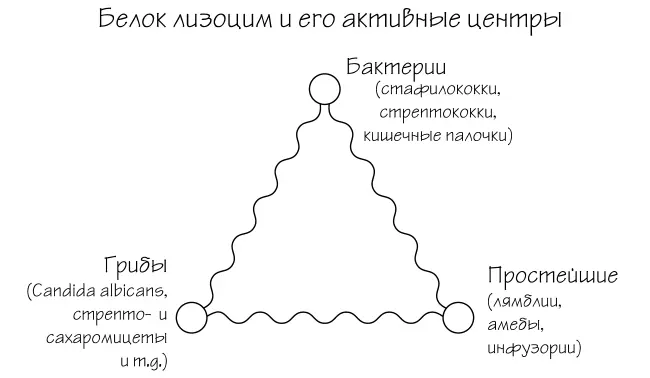 Ил 2 Белок лизоцим и его активные центры Природа настолько мудра что она - фото 3