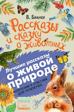 Виталий Бианки Рассказы и сказки о животных. С вопросами и ответами для почемучек обложка книги