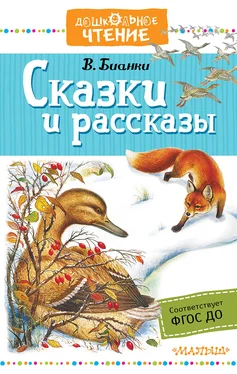 Виталий Бианки Сказки и рассказы обложка книги