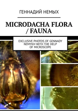 Геннадий Немых Microdacha flora / fauna. Exclusive photos of Gennady Nemykh with the help of microscope обложка книги