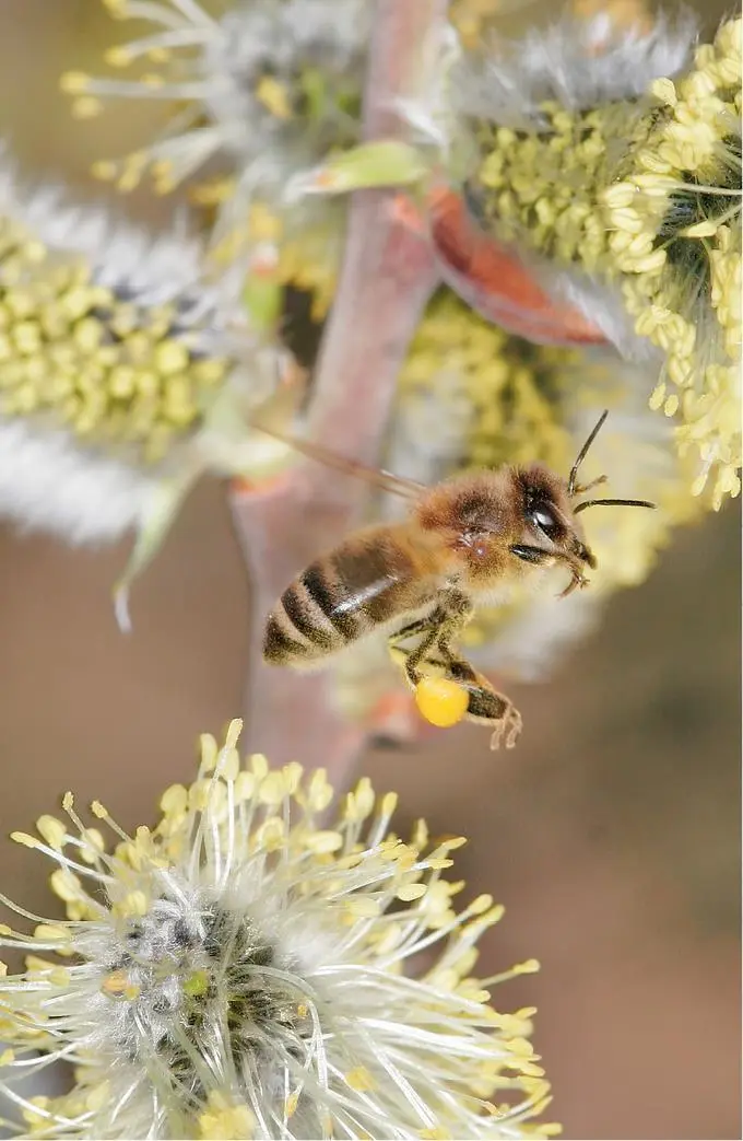 носят научное название Apis mellifera которое как раз и означает пчела - фото 13