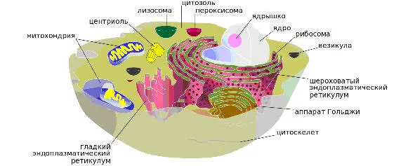 1 Соматическая клетка 2 Нервные клетки Биология традиционно несколько - фото 1