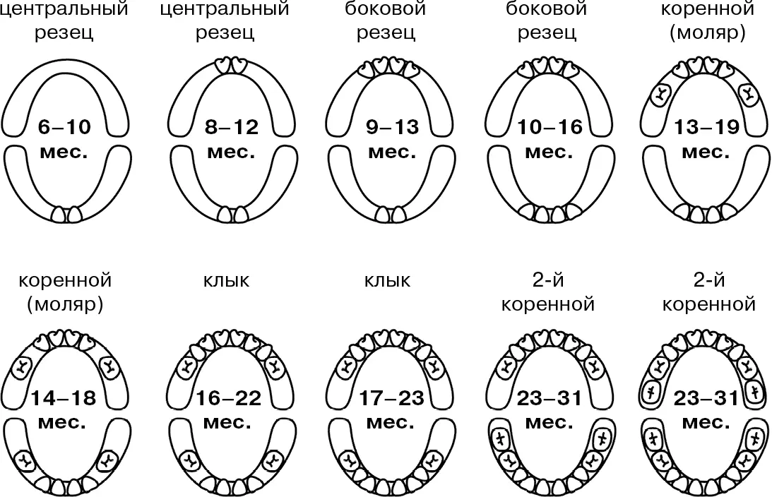Существуют схемы и таблицы в которых приводятся сроки прорезывания молочных - фото 2