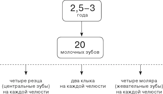 Важно понимать что все эти зубы молочные то есть временные Они должны - фото 4